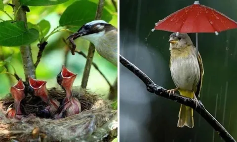 Tổ chim thường hướng lên trời khi mưa bão thì sẽ ra sao? Hóa ra chúng rất thông minh đã tính rất kỹ lưỡng