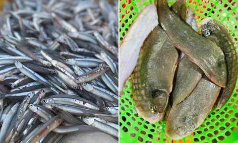 5 loại cá tự nhiên thịt ngon, giá rẻ, không thể nuôi nhân tạo, đi chợ gặp được phải mua ngay