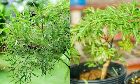 Cây đinh lăng trong phong thủy: Biểu tượng bảo hộ và hút tài lộc trong nhà ở Việt