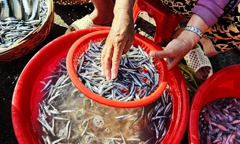 3 loại cá rẻ mấy cũng đừng mua, 4 loại cá gặp đừng tiếc tiền mua về: Là những loại nào?
