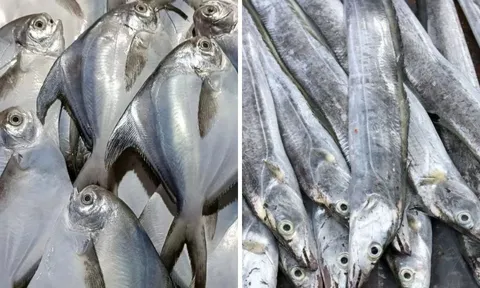 4 loại cá tự nhiên không thể nuôi nhân tạo, giá rẻ: Đi chợ gặp phải mua liền