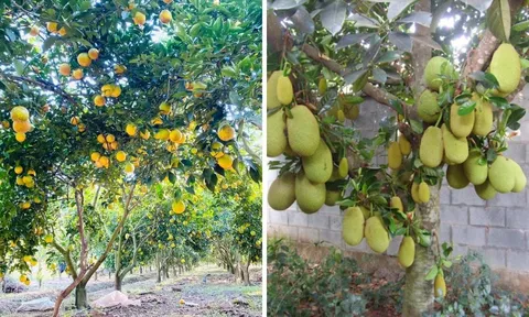 4 loại cây phong thủy "hút lộc" tromg sân: Cây còn tài lộc còn, chặt mất là dại