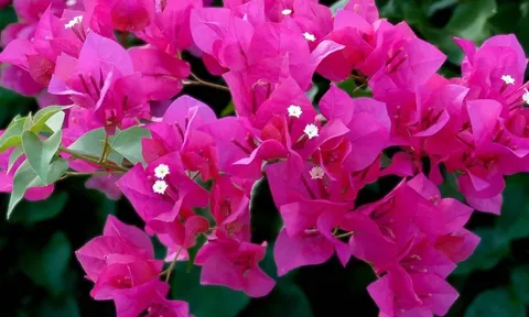 Hoa giấy không nở? Bật mí 2 cách ép nụ nở đầy cành và bung hoa liên tục