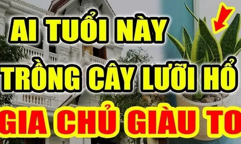 2 tuổi Hợp Mệnh trồng cây Lưỡi Hổ, 1 tuổi rất kị phải nhổ bỏ ngay