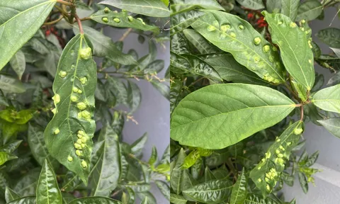 Lý do lá sung nhiều nổi nốt sần: Loại lá này có ăn được không?