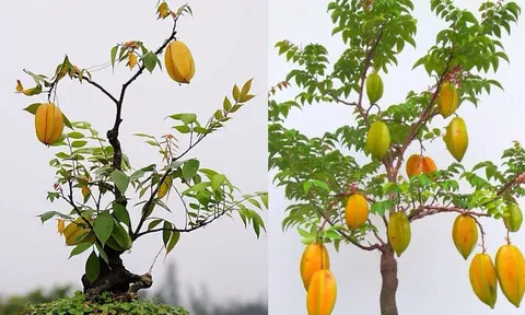 Vì sao người xưa trồng cây khế như biểu tượng Phúc Lộc Sung Túc zvà May Mắn?