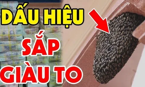 5 con vật vào nhà Điềm Lành Trúng Số: Gia chủ sắp giàu to