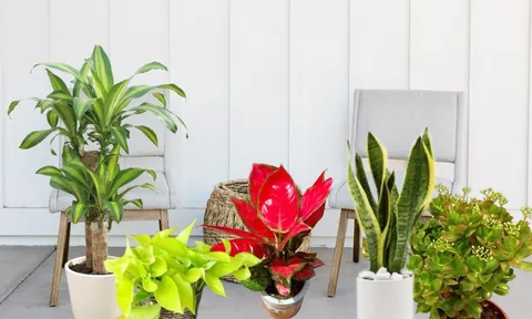 7 cây cảnh dễ trồng lại Thu Hút Thần Tài, đặt đúng vị trí thì cải thiện phong thủy, tài lộc tới tấp