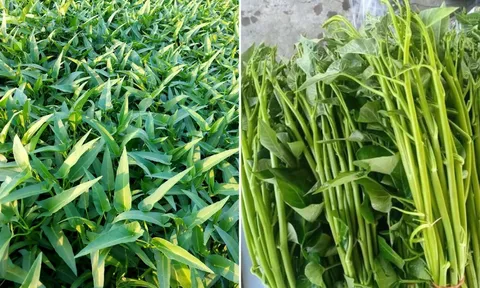 Chuyên gia cảnh báo: Ăn sống những loại rau này rất dễ nhiễm sán