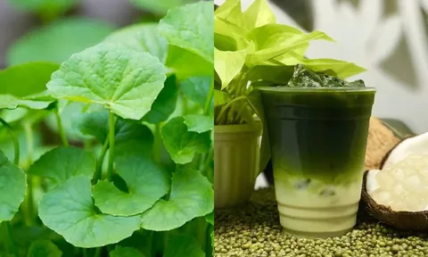 Rau má – rau dại mộc mạc mà “quý như vàng” giúp thanh nhiệt, dưỡng gan, giải nhiệt ngày hè