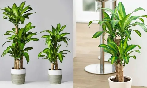 Trồng cây Thiết Mộc Lan thu hút tài lộc nhưng rất kỵ với người này, cẩn trọng để không rước xui xẻo