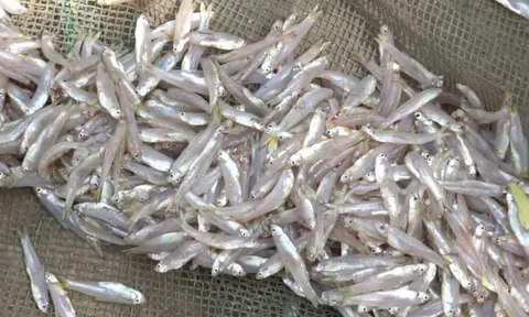 6 loại cá tự nhiên giá rẻ bổ dưỡng như nhân sâm, tổ yến: Gặp là mua ngay kẻo hết