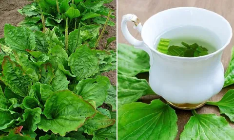 Cây mã đề mọc hoang khắp nơi lại là vị thuốc quý: Có 7 bài thuốc từ cây mã đề, ai cũng nên biết