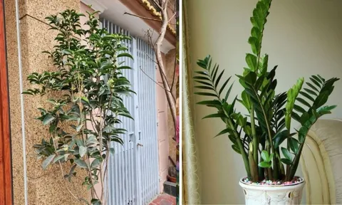 Nhà trồng 5 cây Tiền vơi lại đầy, Phúc - Lộc vô tận, là cây nào?