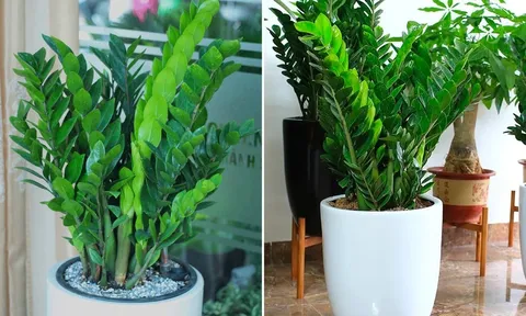 Loại nước tốt nhất cho cây kim tiền, mỗi tuần tưới 1 lần, chồi non mọc lên tua tủa