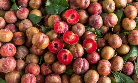 Mẹo bảo quản quả mận tươi lâu, giòn cả tháng không phải ai cũng biết