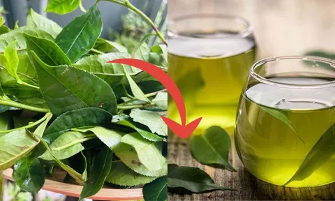 Mẹo pha trà tươi: Nước xanh, không chát, để lâu không bị đỏ nước