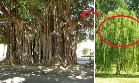 4 loại cây trồng trước nhà Chặn Đứng Tài Lộc: Trồng sau nhà Trấn Giữ Của Cải, nhớ cho kỹ