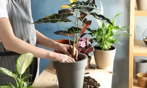 5 thứ phá tan Đại Vận, giữ cố trong nhà vợ chồng tối ngày cãi vã