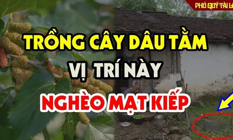 Cây âm mọc trước cửa, cây càng xanh tốt người càng khánh kiệt, là cây gì?