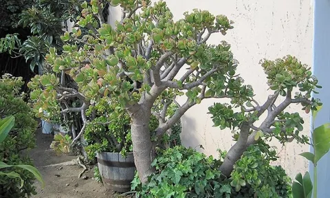 Nhiều gia đình giàu có rất thích trồng 1 cây cảnh này trong nhà để làm "vật gia bảo", trấn ải trong phòng khách
