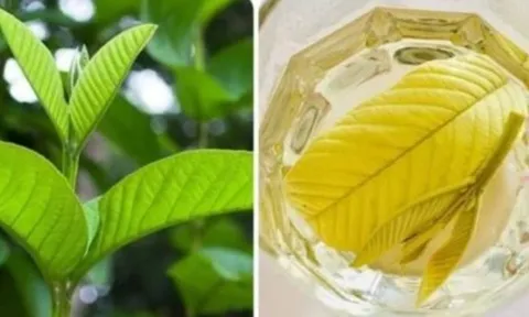 Uống nước lá ổi chữa tiểu đường mỗi ngày có hiệu quả không? Bác sĩ Bạch Mai cảnh báo sai lầm