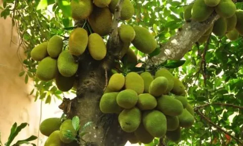 4 loại cây tuyệt đối không nên chặt trong vườn – giữ lại để hút tài lộc, gia chủ phát đạt quanh năm!