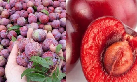 Ăn Mận đừng vứt Hạt, hóa ra chúng là vị thuốc quý