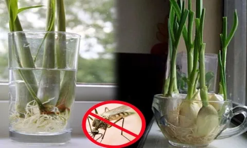 Đặt nắm lá này trong phòng muỗi sợ không dám vo ve, cả nhà yên tâm mà ngủ