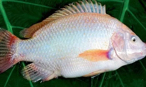 Gặp 6 loại cá này ở chợ mua ngay kẻo lỡ: Cá đồng tự nhiên, giá rẻ mà bổ như nhân sâm, tổ yến