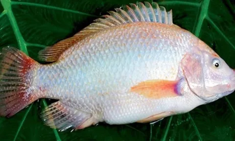 Gặp 6 loại cá này ở chợ phải mua ngay: Cá tự nhiên giá rẻ, bổ hơn cả tổ yến nhân sâm