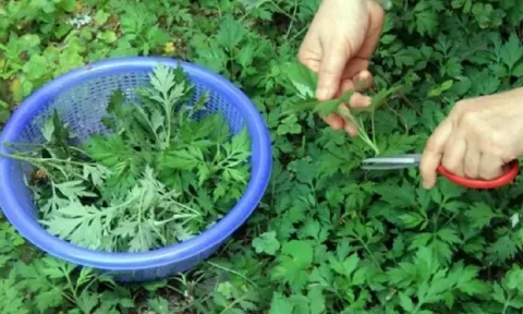 Ngải cứu không chỉ là rau mà còn là thuốc: 4 cách dùng ngải cứu tốt cho sức khỏe