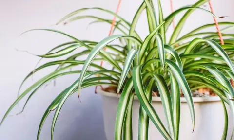 7 loại cây cảnh phong thủy để trong phòng ngủ giúp bạn có giấc ngủ ngon hơn
