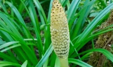 Cây dại giá 280.000/kg, từng bị coi là cỏ hoang nay thành 'nhân sâm làng quê'