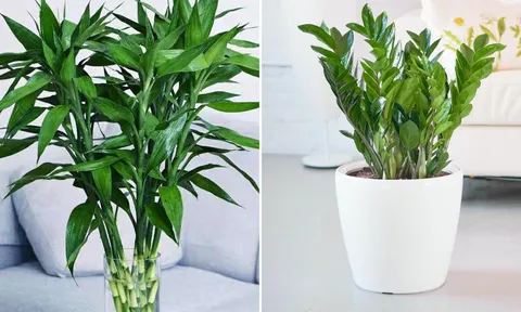Đặt 4 loại cây phong thủy này trong phòng khách, gia chủ vận đỏ như son, tiền vào như nước