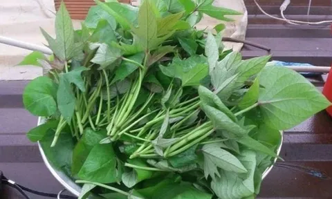 Đi chợ thấy 8 loại rau này thì đừng bỏ qua: Rau sạch, bổ dưỡng, ít nguy cơ tồn dư thuốc