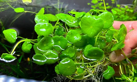 Loại rau mọc đầy bờ ruộng, hái về ăn mát gan thải độc, nhiều người nhổ bỏ không biết