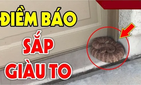 3 con vật này vào nhà ai cũng sợ: Điềm báo Trúng Số Phát Tài, đừng dại đuổi đi