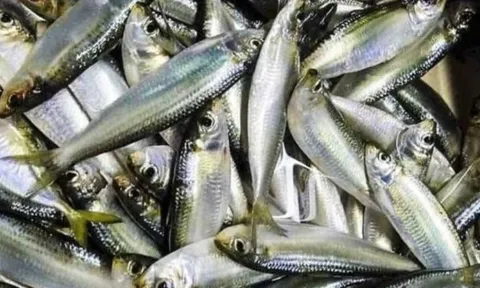 7 loại cá cực bổ ngang nhân sâm, tổ yến – giá rẻ bất ngờ, gặp ở chợ phải mua ngay