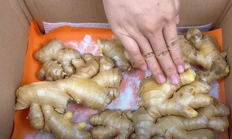Mẹo bảo quản gừng cực đơn giản, để cả năm vẫn tươi, không khô hỏng không thối