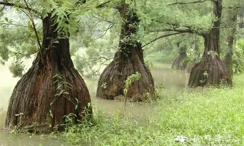 Loài cây quý hiếm bậc nhất thế giới, chỉ mọc ở 3 nước, Việt Nam cũng có