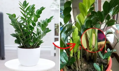 3 thứ cây Kim Tiền thích "ăn" nhất, cứ vùi vào chậu là chồi mọc - Tiền về