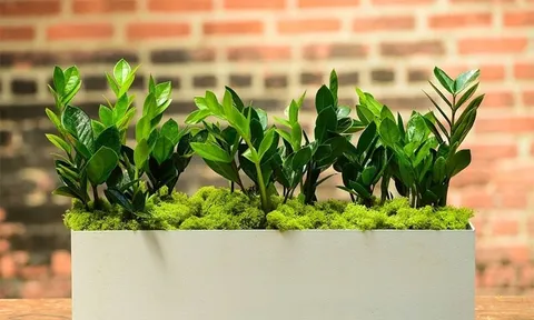 Trồng cây kim tiền: 3 đại kỵ nên tránh để cây luôn xanh tốt, chiêu tài, vượng khí quanh năm
