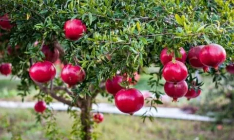 6 loại cây ăn quả trồng quanh nhà càng lâu càng phát tài, hút lộc về cho gia chủ, càng trồng càng vượng