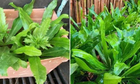 Mẹo trồng rau mùi tàu (ngò gai) lá to, xanh mướt, tha hồ có rau ăn quanh năm