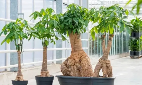 Có 2 loại cây hợp cả 5 mệnh, trồng trước nhà ‘ăn tiền thiên hạ’, hút lộc cực đỉnh