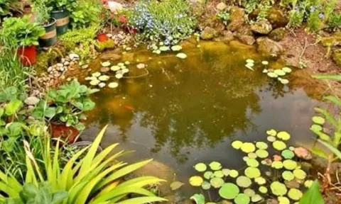 4 lỗi đại kỵ trước nhà khiến gia chủ dễ bệnh tật, hao tài tán lộc mà nhiều người vô tình mắc phải