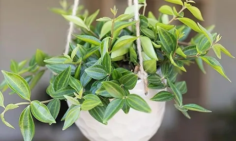 6 loại cây phong thủy giúp dưỡng người, trấn trạch, mang lại may mắn và bình an
