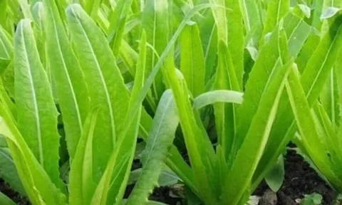 Loại rau giàu canxi gấp nhiều lần sữa, ăn sống hay nấu chín đều cực tốt cho xương
