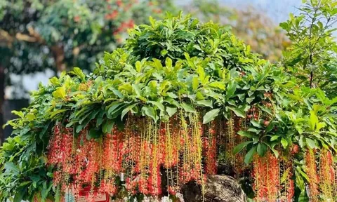 Tổ Tiên dặn: Nhà có 3 cây quý hơn Vàng, con cháu 3 đời giàu có, thịnh vượng